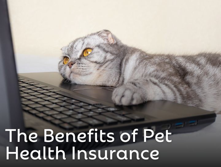 Should You Get Pet Insurance?