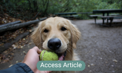 Dog with tennis ball