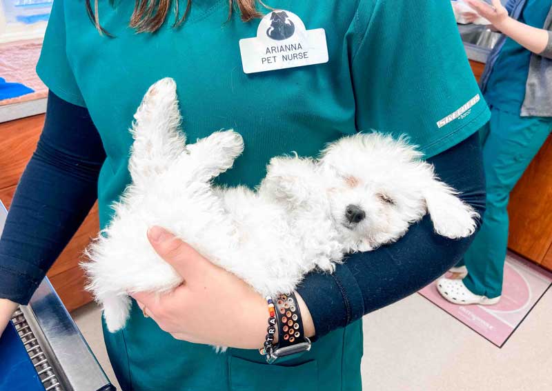 Carousel Slide 2: Fear Free Vet Care