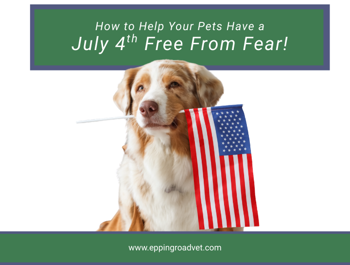 Tips to Help Your Pet Have a 4th of July Free From Fear!