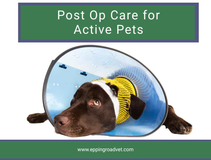 Post-Op Care for Active Pets