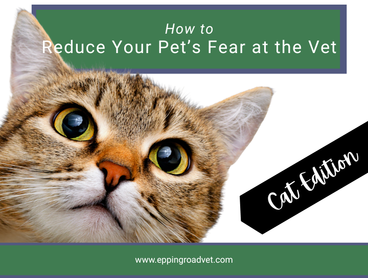 Reduce Your Cat's Fear at the Vet