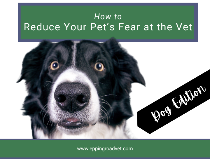 Reduce Your Dog's Fear at the Vet