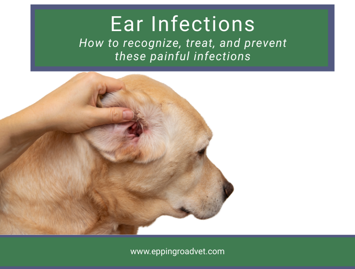 How to Recognize, Treat and Prevent Ear Infections in Your Pets