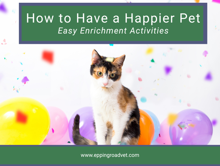 Easy Enrichment Activities for a Happier Pet