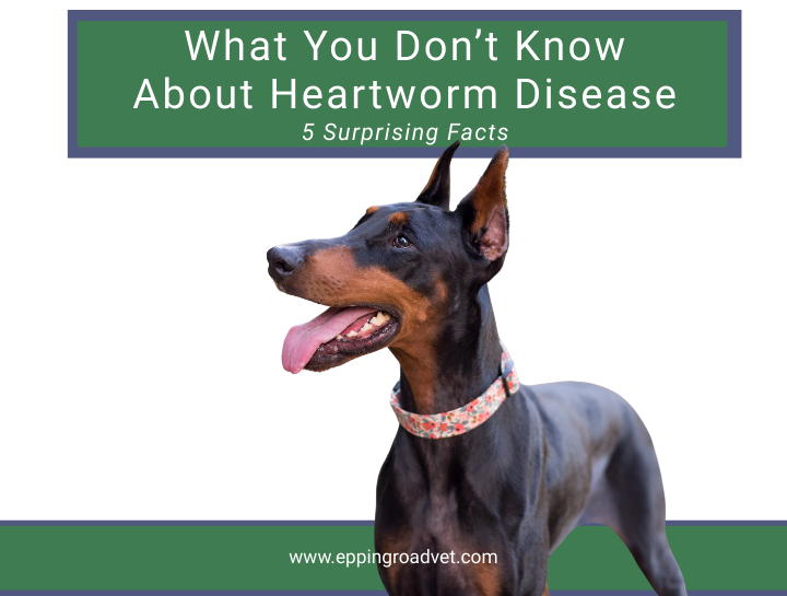 5 Surprising Facts About Heartworm Disease