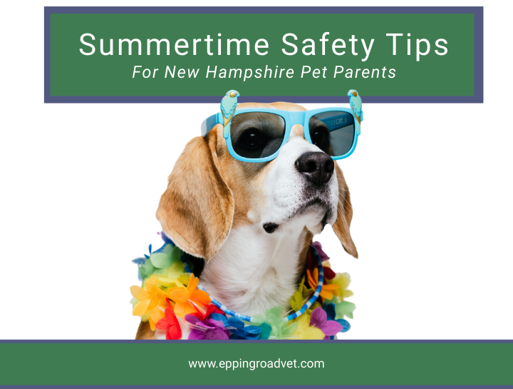 Summertime Pet Safety Tips Every New Hampshire Pet Parent Should Know