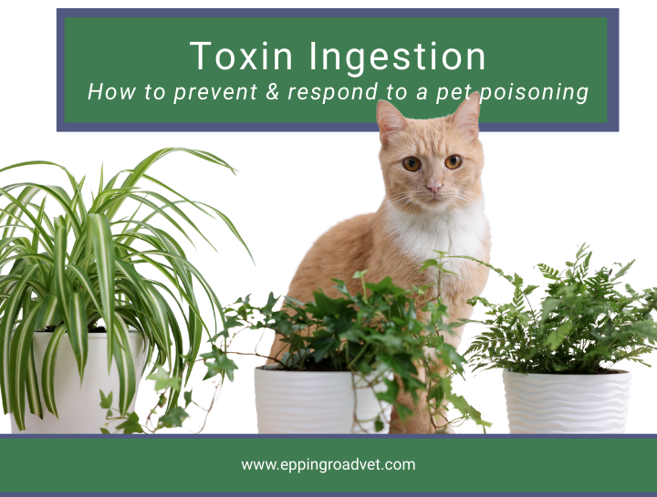 Poison Preparedness: A Pet Parent's Guide