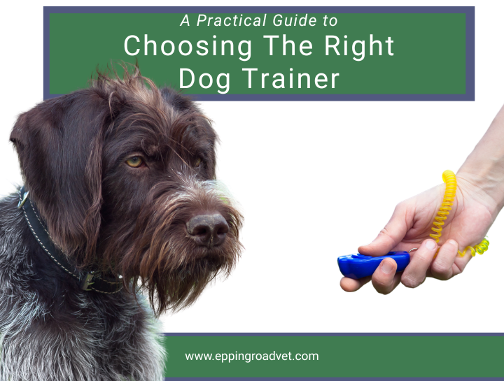 Choosing the Right Dog Trainer