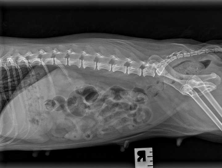 Pet Digital Radiology