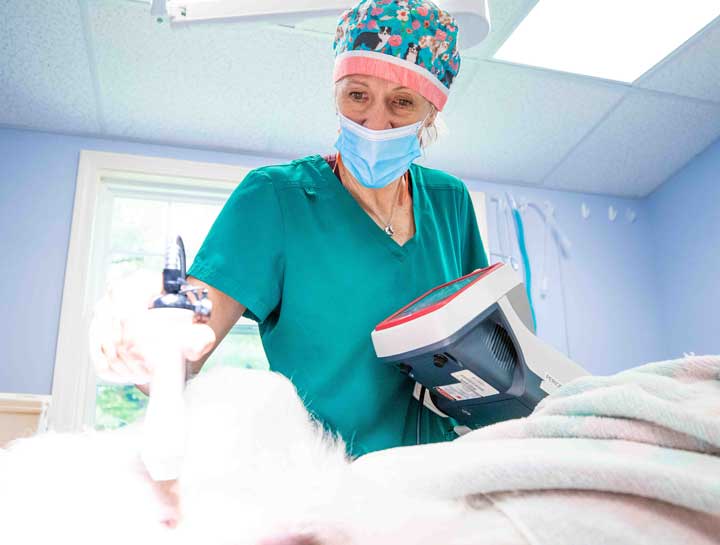 Laser Therapy for Pets