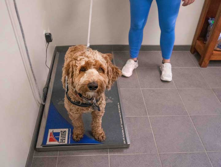 $City Animal Nutrition